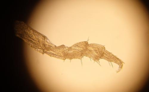 Miktoniscus patiencei